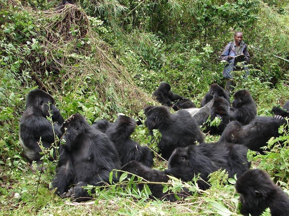 Private Gorilla Wildlife Safari Uganda