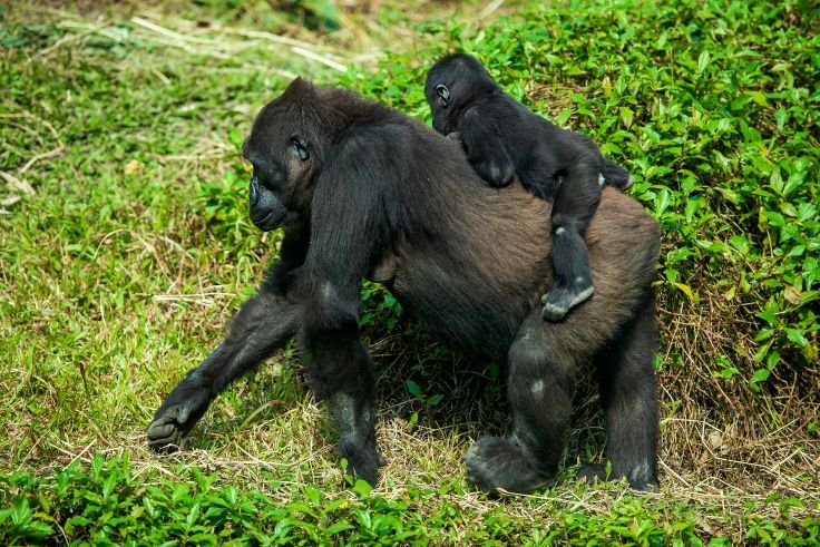 3 Day Luxury Gorilla Trekking in Bwindi Safari