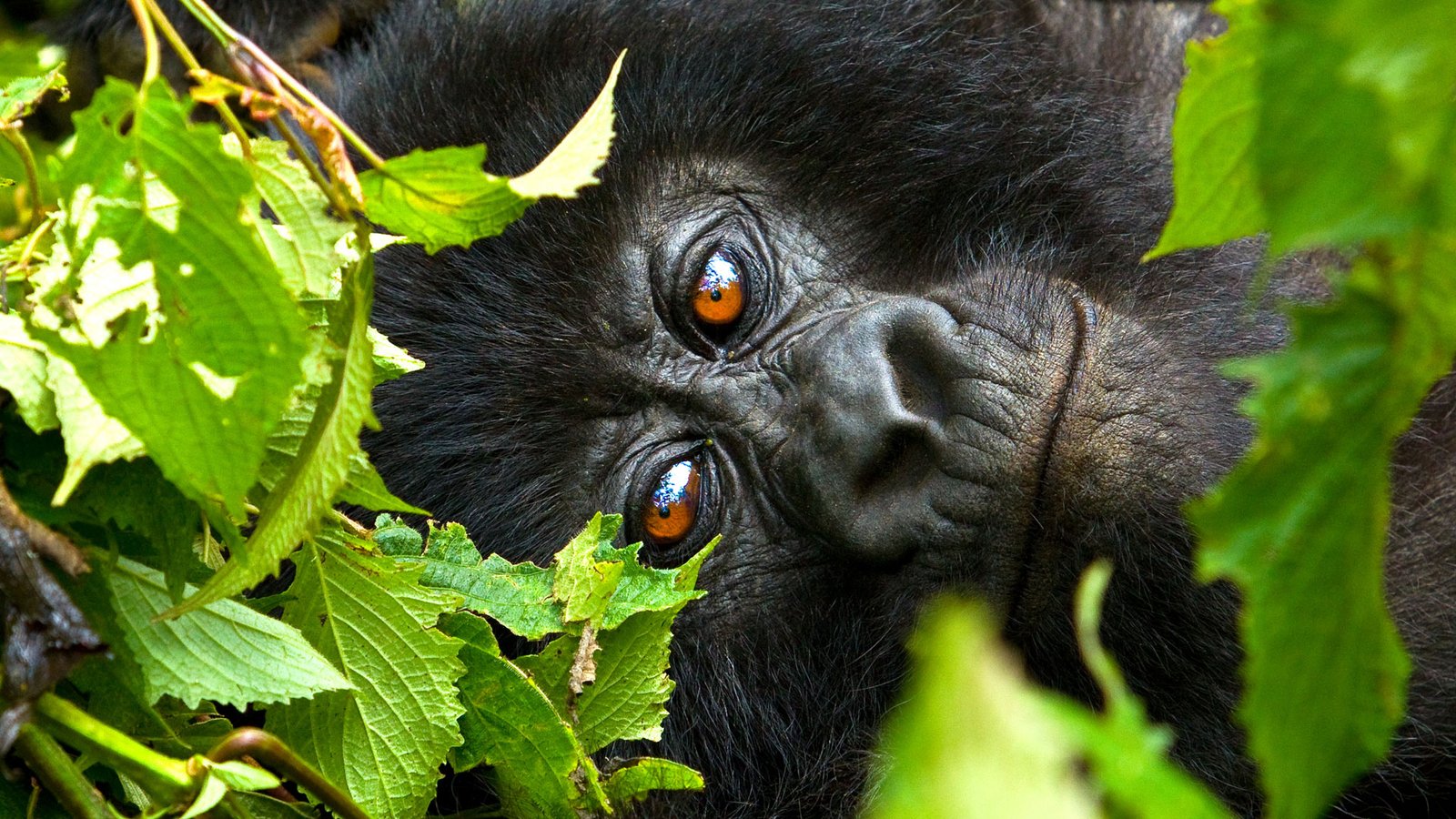 Mgahinga Gorilla National Park gorilla trekking experience