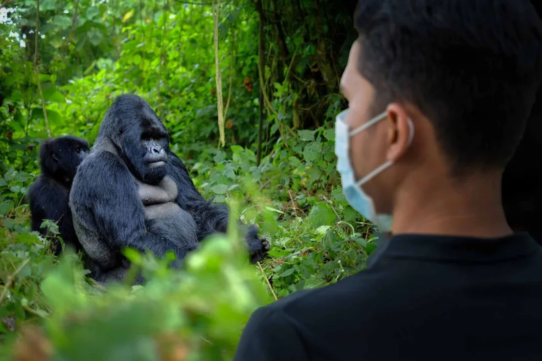 4 Day Bwindi Gorilla Trekking and Lake Bunyonyi Safari