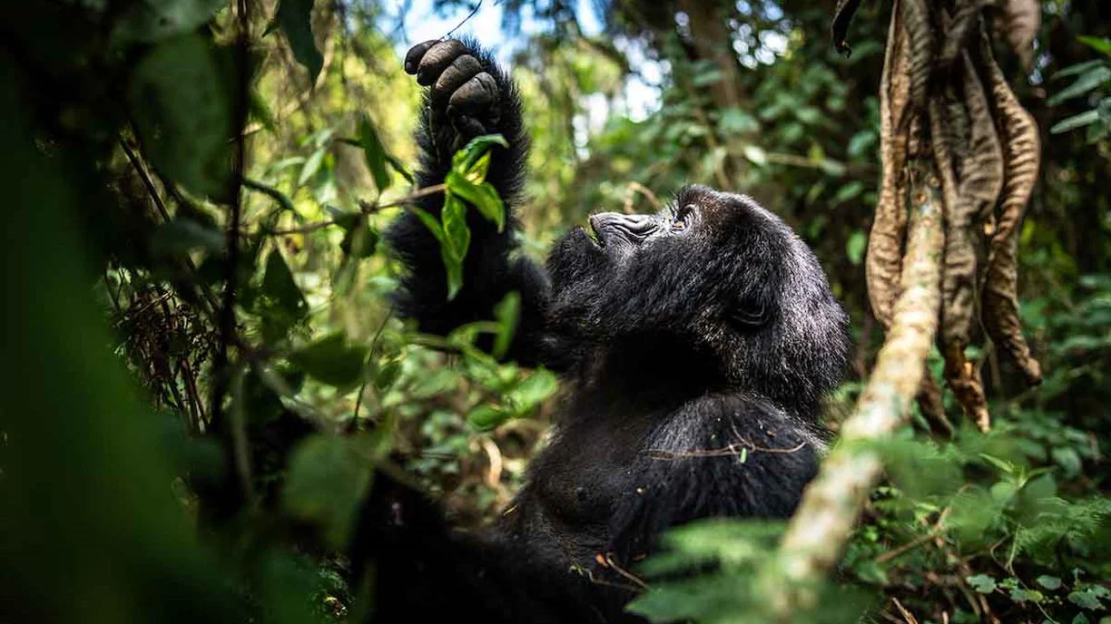 Mountain Gorilla Trekking Safari Experience