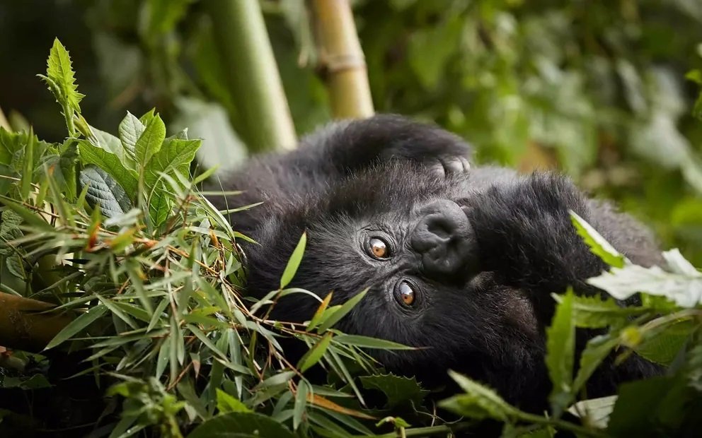 Luxury Gorilla Trekking Safaris in Uganda exclusive gorilla habituation