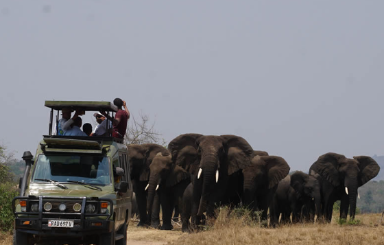 Rwanda and Uganda Gorilla Safari Akagera wildlife safari