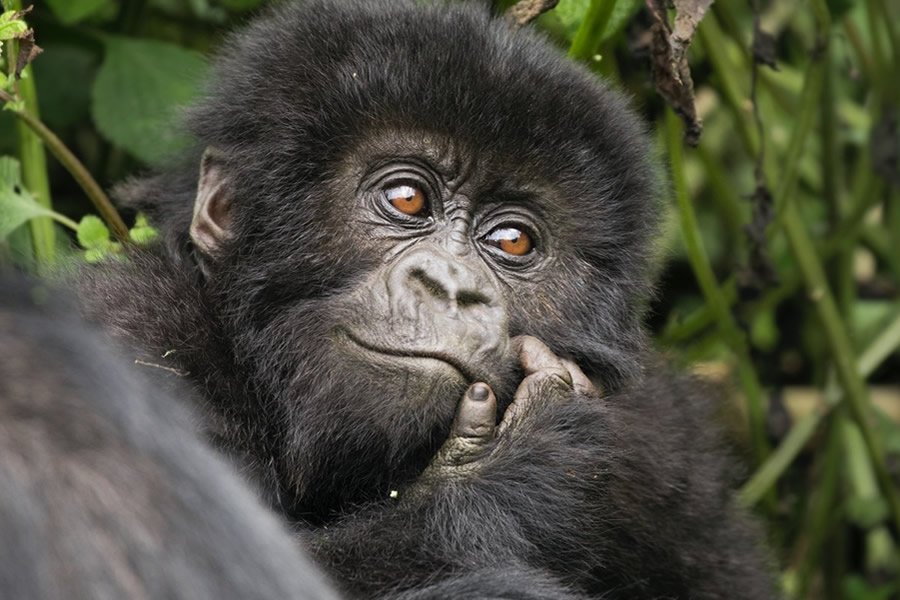 Gorilla Trekking in Uganda