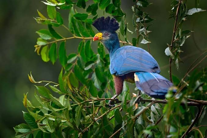safari activities in Uganda