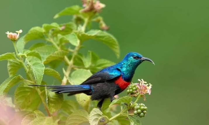 safari activities in Uganda