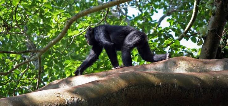 Chimpanzee Trekking Safari in Uganda