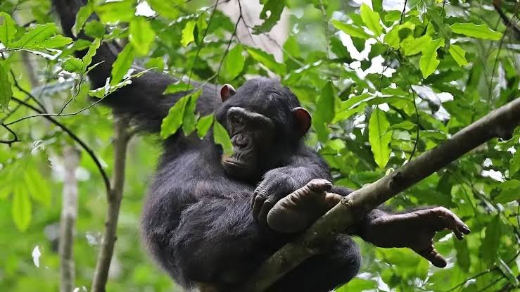 Chimpanzee Trekking Safari in Uganda