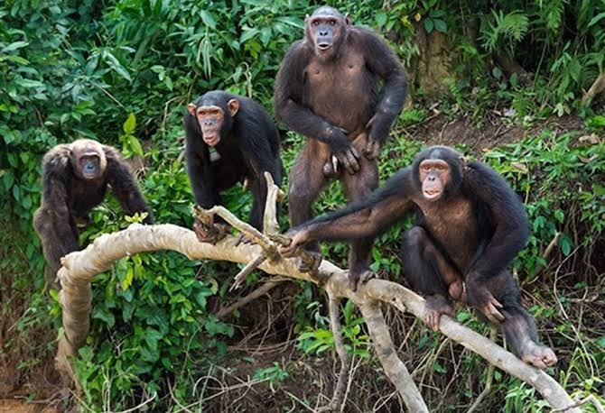 Chimpanzee Trekking Safari in Uganda