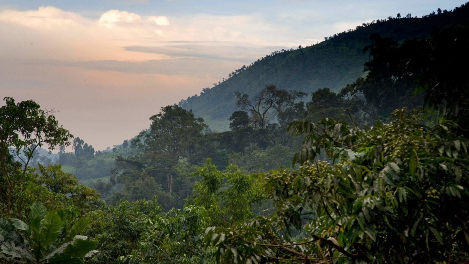Bwindi Impenetrable National Park gorilla trekking Uganda