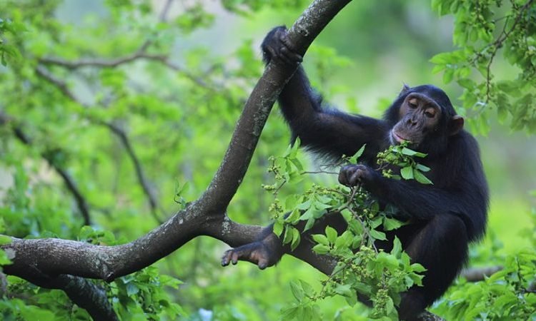 Entebbe to Ruhija Gorilla Trekking