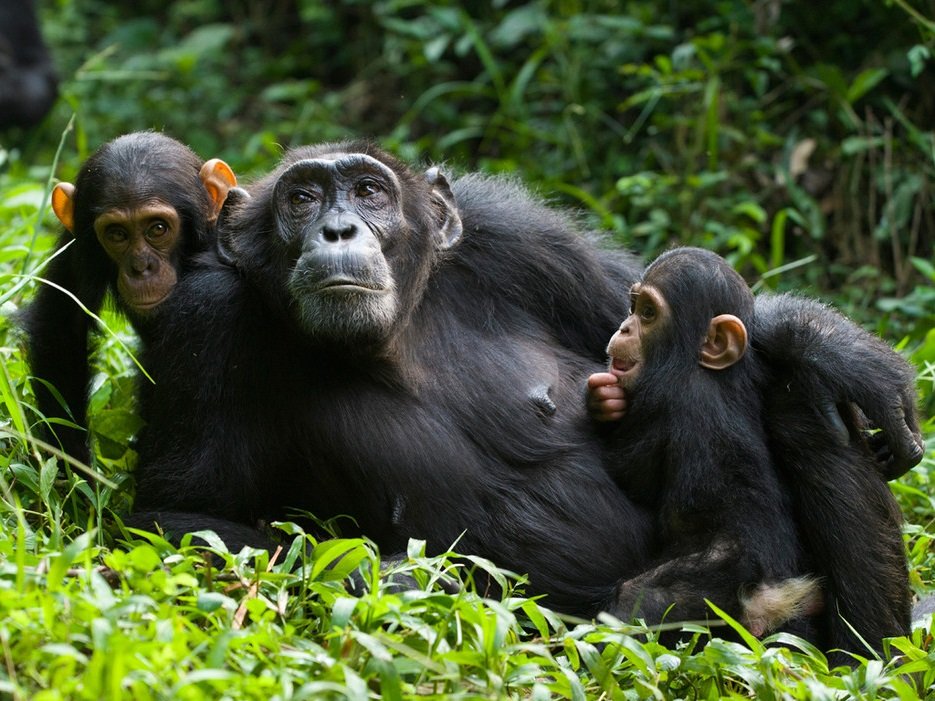 Chimpanzee tracking safari in Uganda