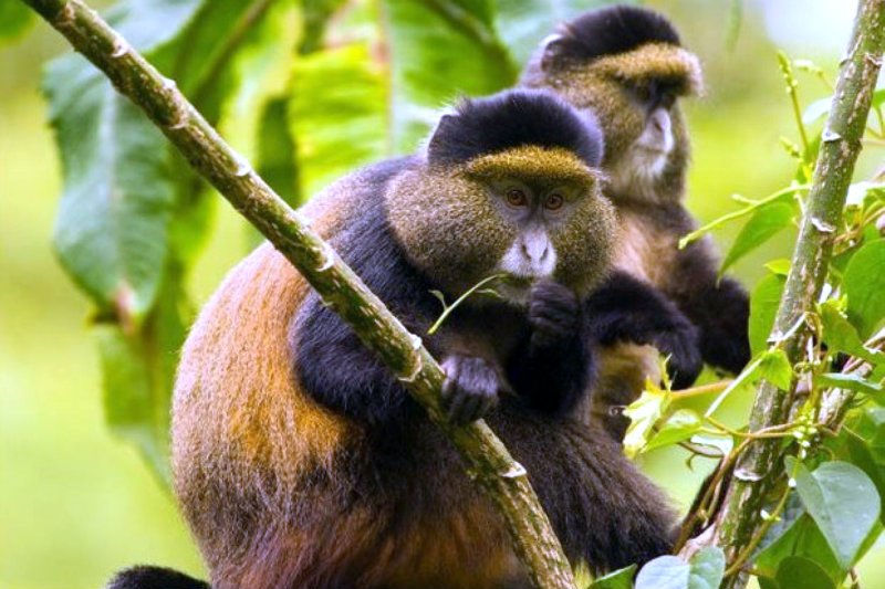 safari activities in Uganda