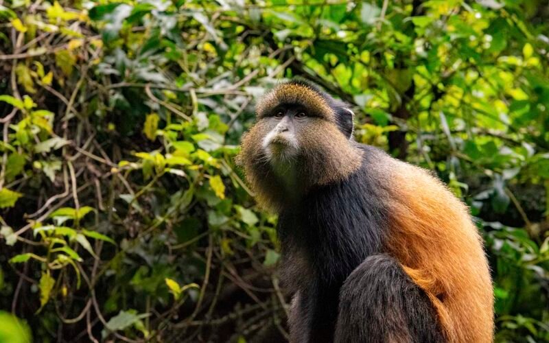 Gorilla Trekking from Entebbe to Mgahinga