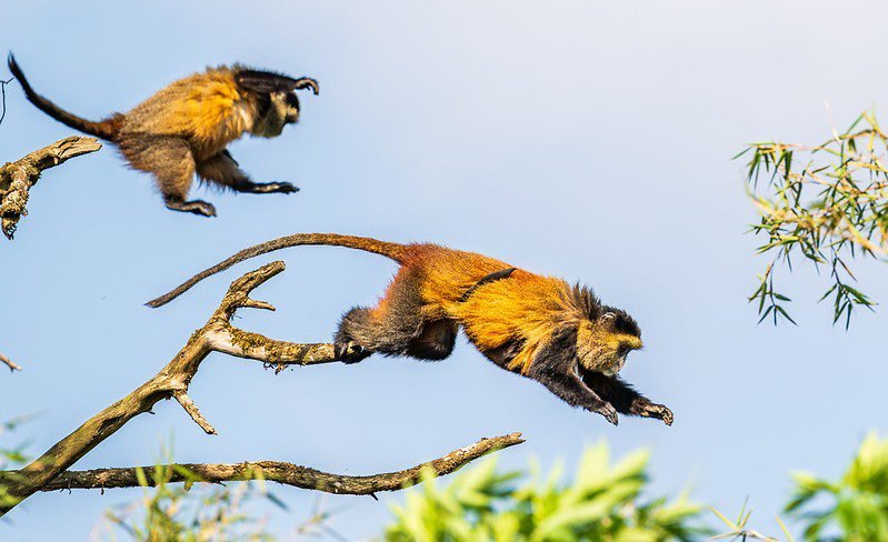 Golden Monkey Tracking in Mgahinga Gorilla National Park Uganda