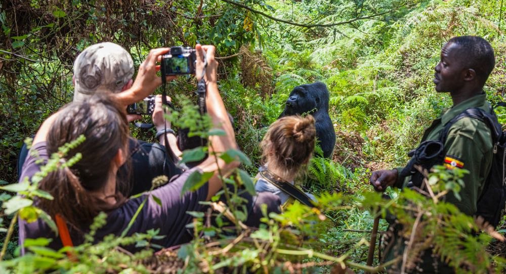 2 Day Uganda Gorilla Trekking from Kigali mountain gorilla experience