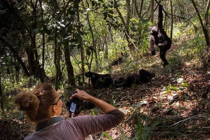 Gorilla Trekking for Photographers in Uganda