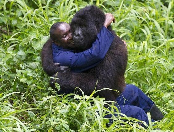 Gorilla Trekking for Photographers in Uganda