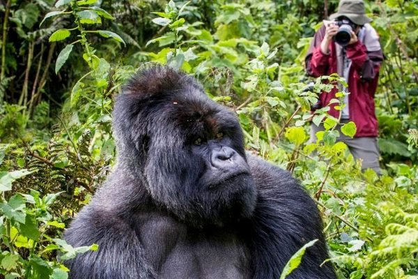 Gorilla Trekking for Photographers in Uganda