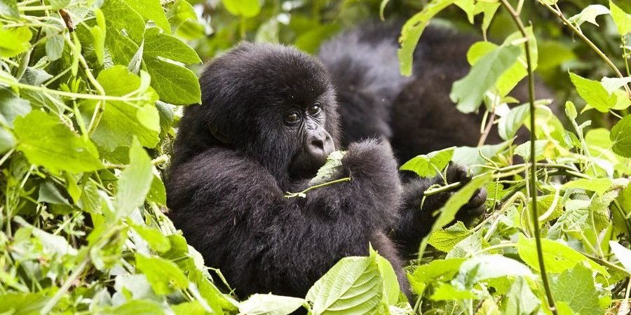 Luxury gorilla trekking safari experience in Uganda