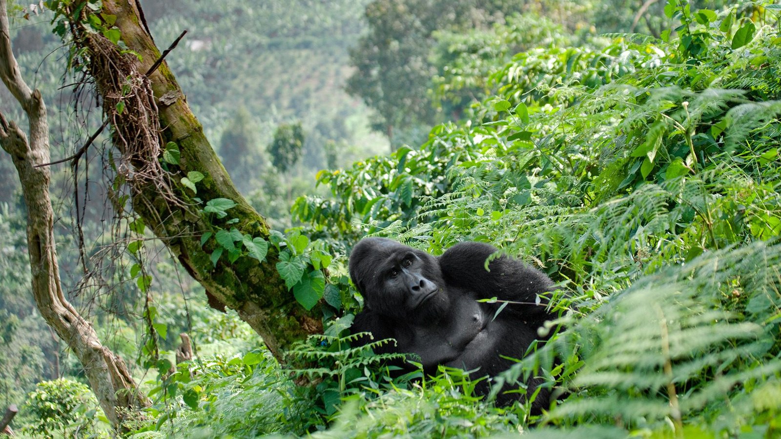 Gorilla Trekking in Uganda
