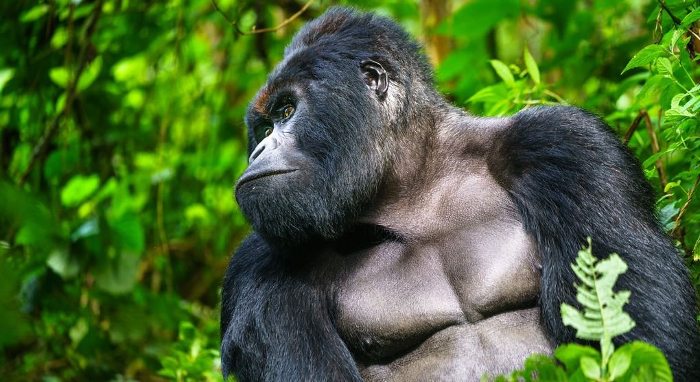 Gorilla trekking conservation experience in Uganda