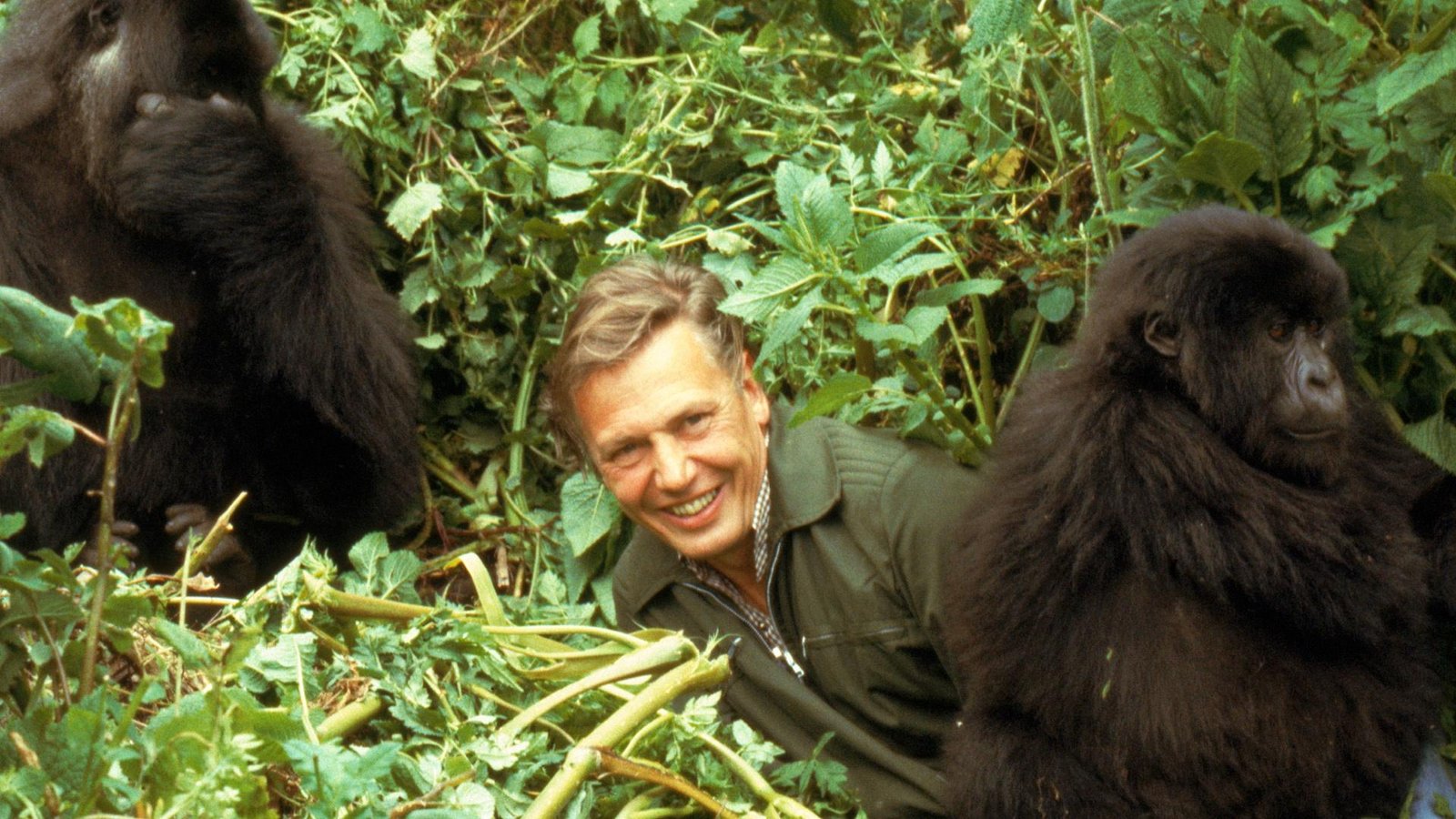 Private Gorilla Trekking in Uganda