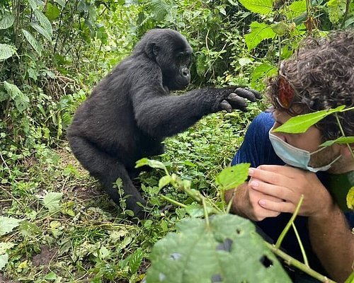 Affordable Gorilla Safaris in Uganda