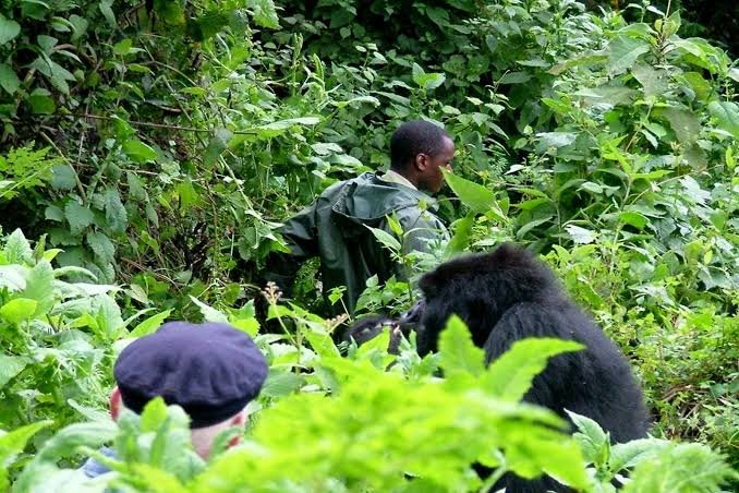 Affordable Gorilla Safaris in Uganda