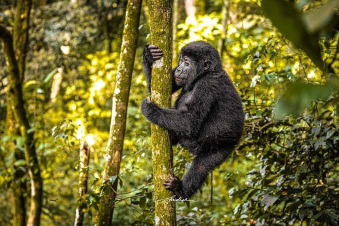 Affordable Gorilla Safaris in Uganda