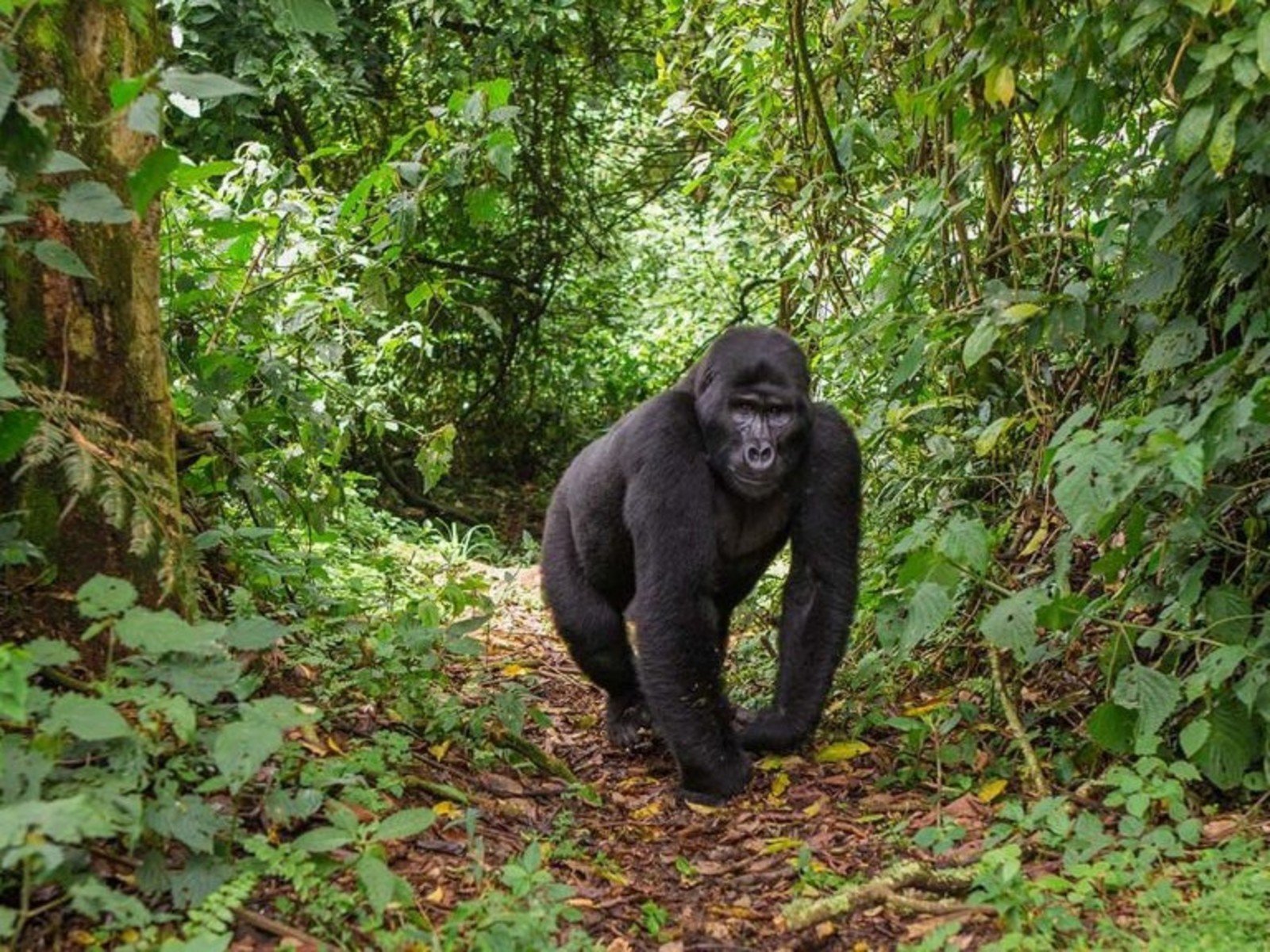 Gorilla Trekking in Uganda