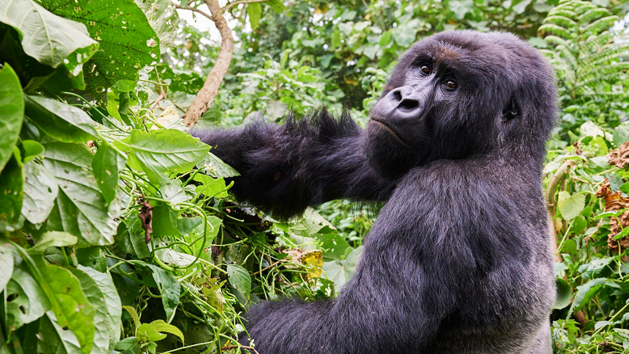 Gorilla Trekking in Uganda