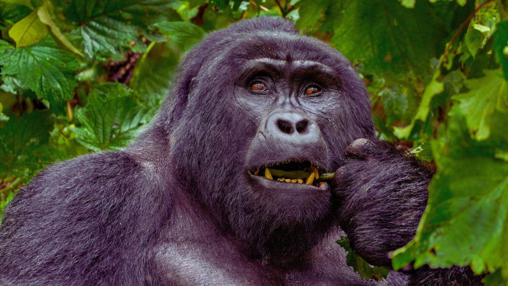 Gorilla Trekking in Uganda