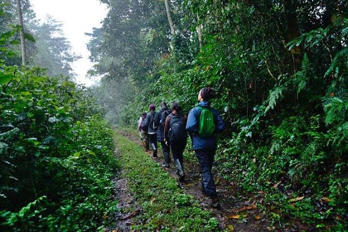 Chimpanzee Trekking Safari in Uganda
