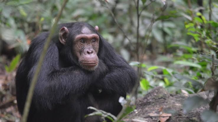 Chimpanzee Trekking Safari in Uganda