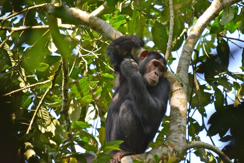 Chimpanzee Trekking Safari in Uganda
