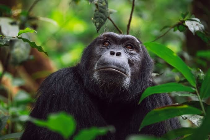 Chimpanzee Trekking Safari in Uganda
