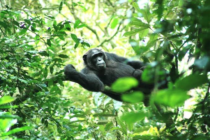 Chimpanzee Trekking Safari in Uganda