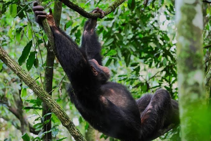 Chimpanzee Trekking Safari in Uganda