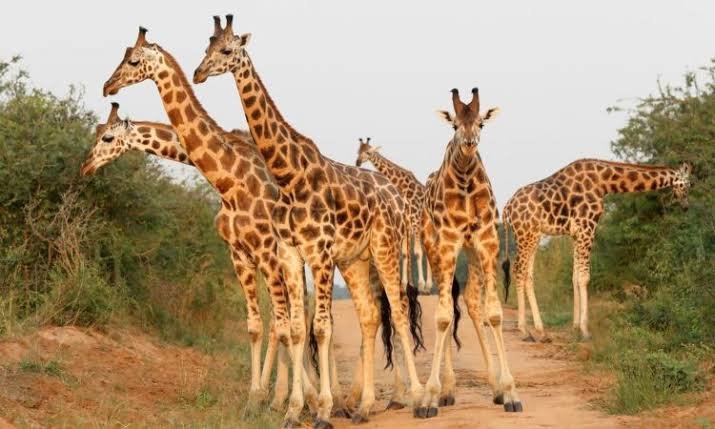 Game Drive Safari in Uganda