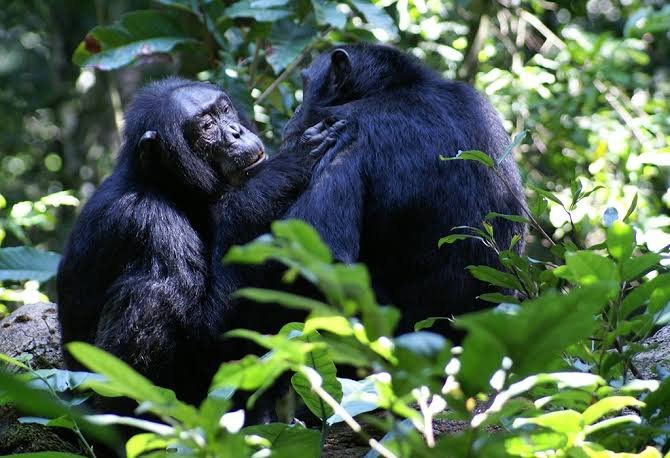Chimpanzee Trekking Safari in Uganda