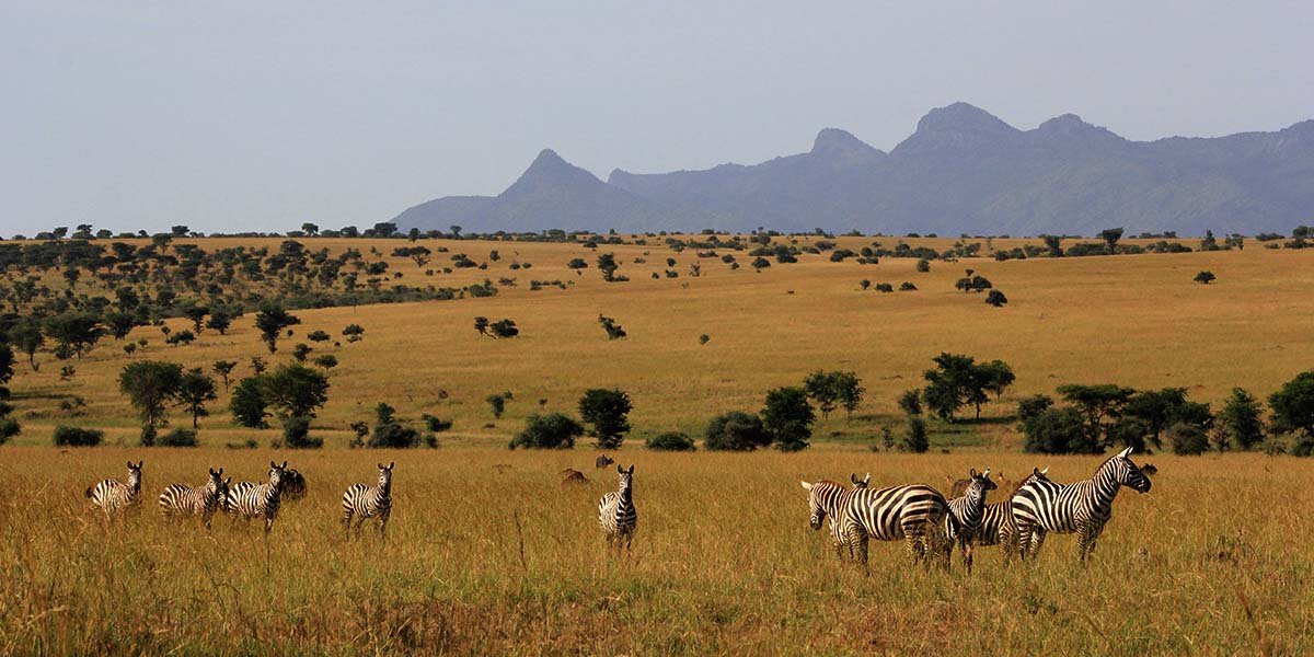 Uganda family wildlife safari