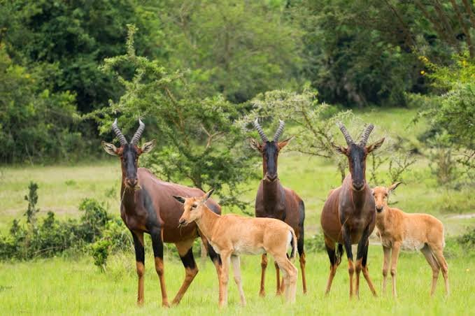Lake Mburo National Park wildlife safari Uganda