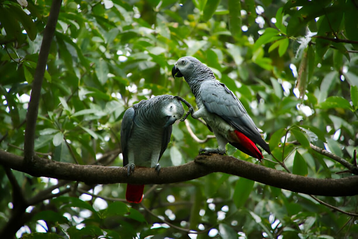 safari activities in Uganda