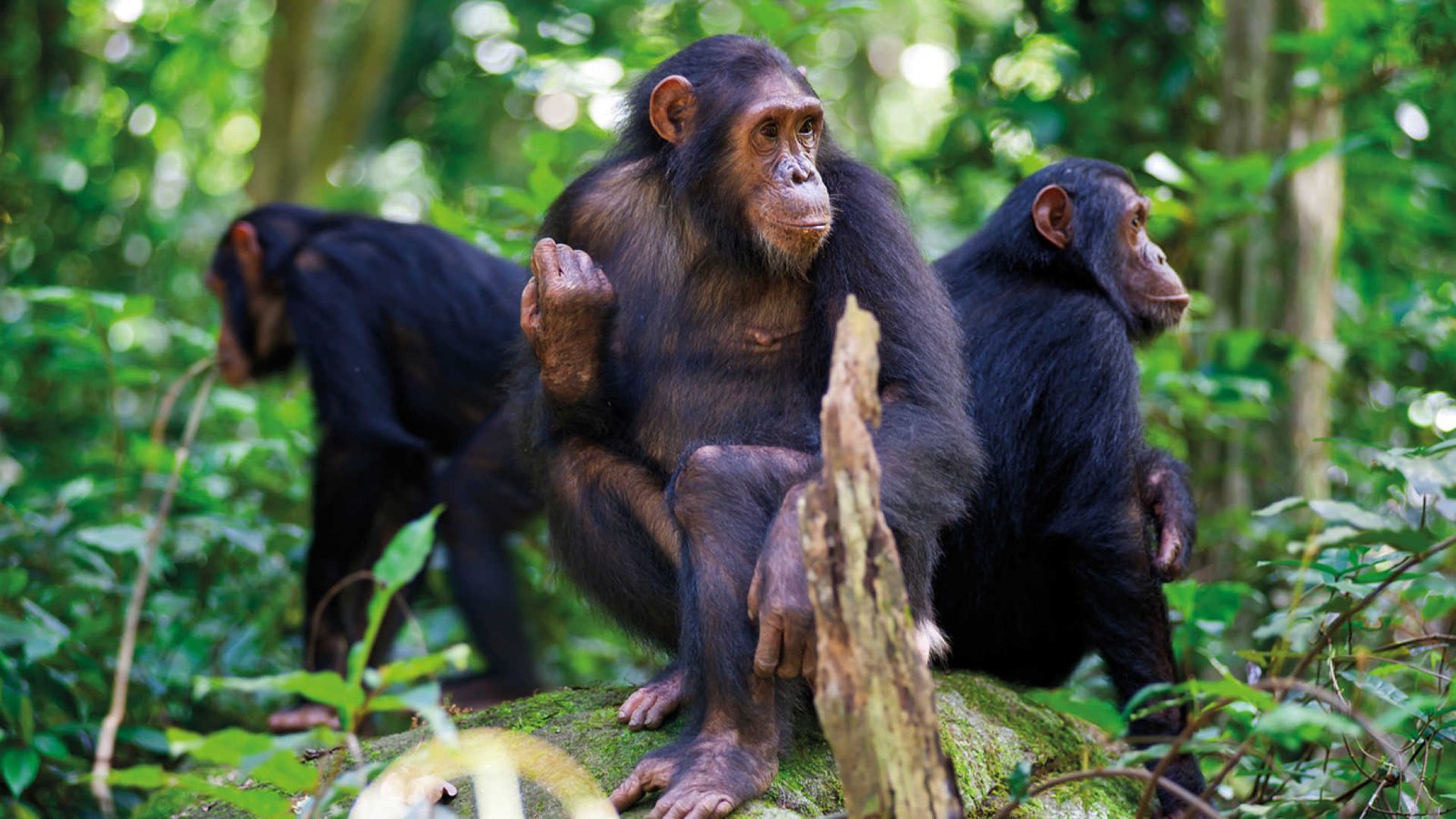 Chimpanzee Trekking Safari in Uganda