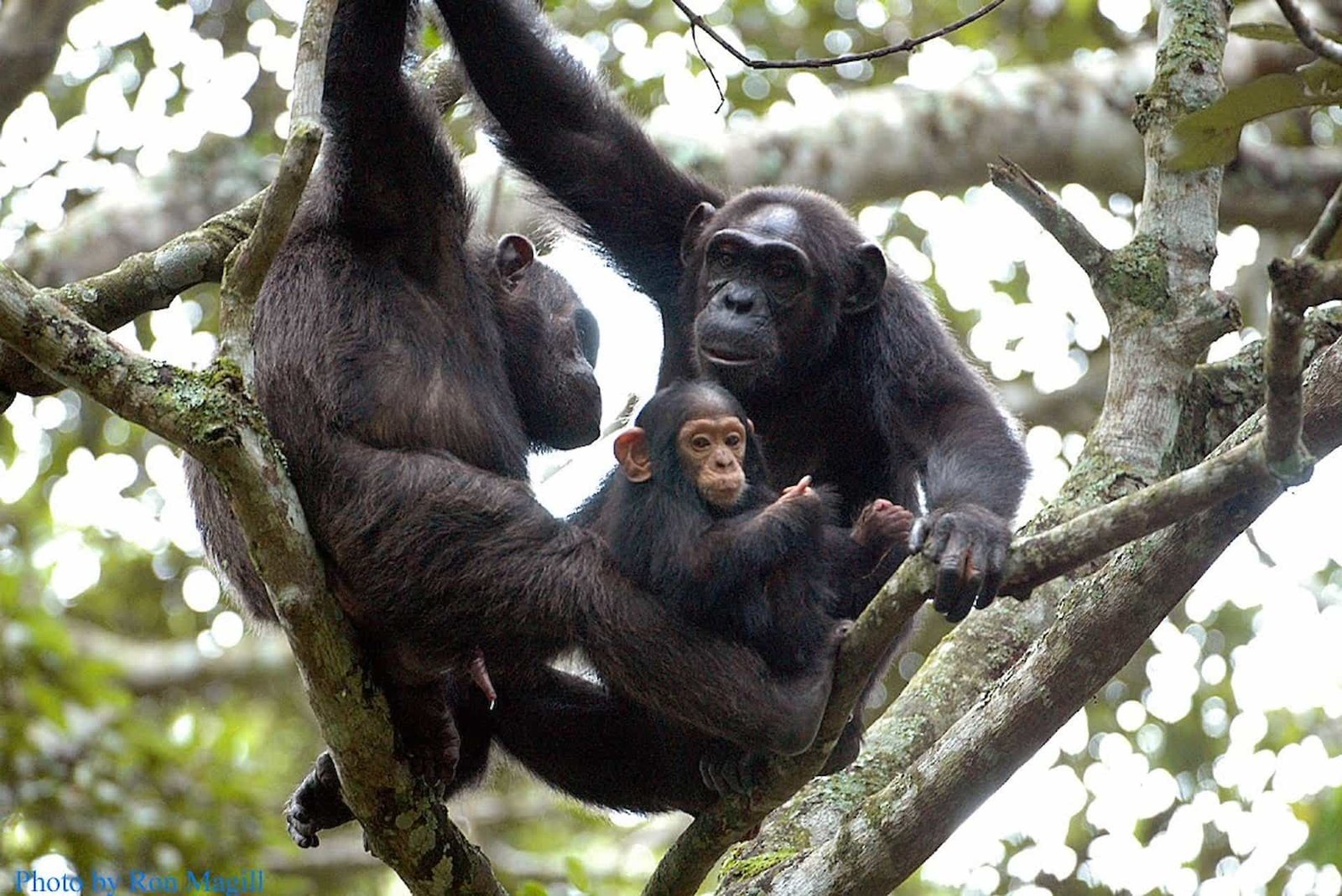 Luxury Gorilla Trekking Safaris in Uganda chimpanzee safari
