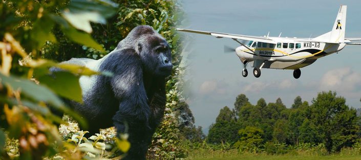 Fly-In Gorilla Trekking from Entebbe