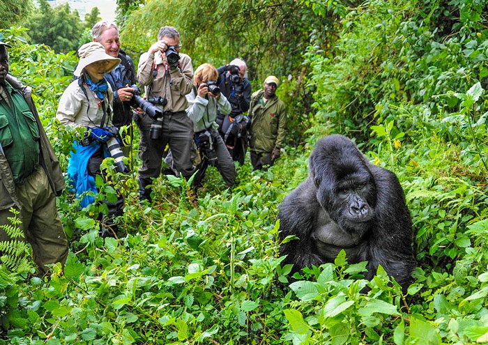 Gorilla Trekking for Photographers in Uganda