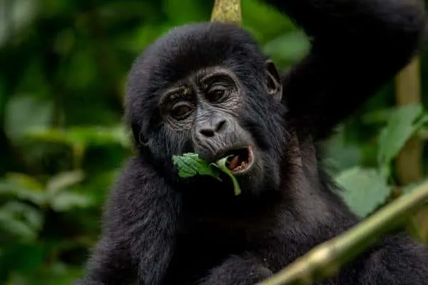 Gorilla Trekking in Uganda