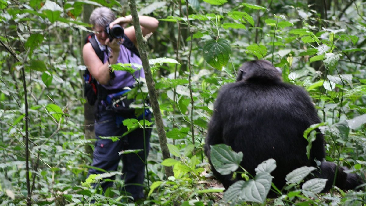 Private Gorilla Trekking in Uganda